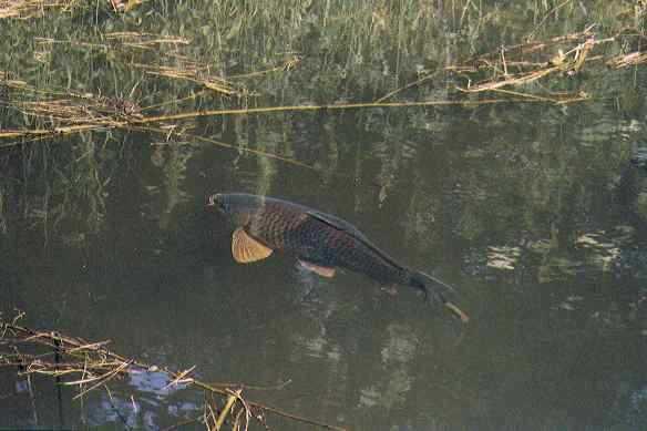 fish :) - sunbathingcarpfs.jpg